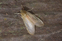 Amastus fuscescens