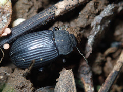 Heterotarsus carinula