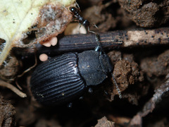 Heterotarsus carinula
