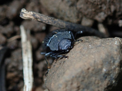 Heterotarsus carinula