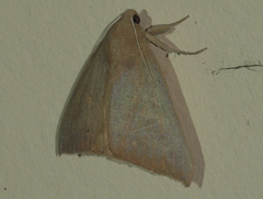 Ophisma gravata