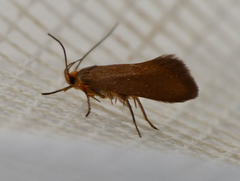 Crassa unitella