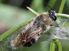 Stratiomys longicornis