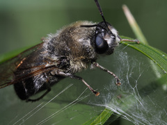 Stratiomys longicornis