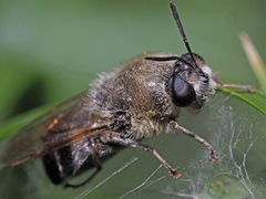 Stratiomys longicornis
