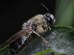 Stratiomys longicornis