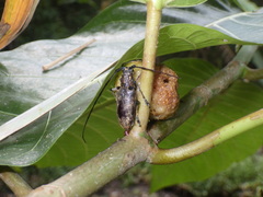 Epepeotes luscus