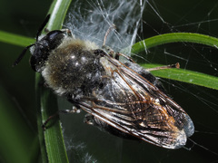 Stratiomys longicornis