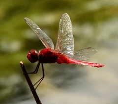 Urothemis signata insignata