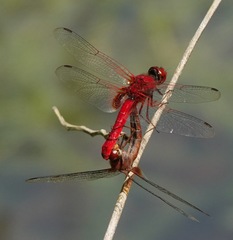 Urothemis signata insignata