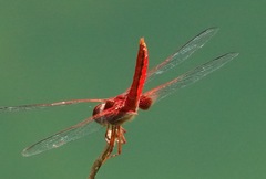 Urothemis signata insignata