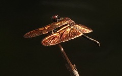 Rhyothemis obsolescens