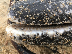 Stenella frontalis