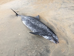 Stenella frontalis