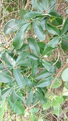 Lardizabalaceae