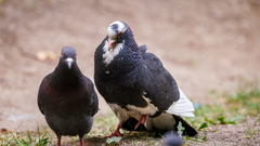 Columba livia domestica