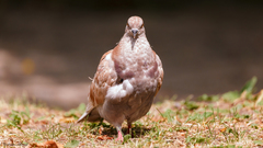 Columba livia domestica