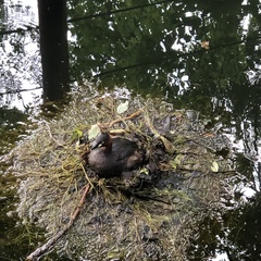 Tachybaptus ruficollis