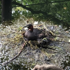 Tachybaptus ruficollis