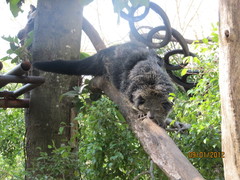 Arctictis binturong