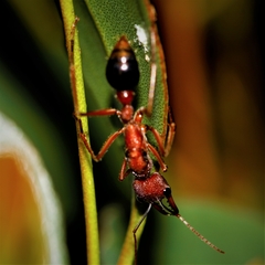 Myrmecia analis