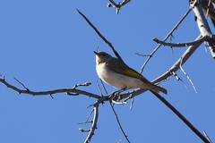 Conopophila rufogularis