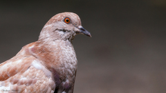 Columba livia domestica