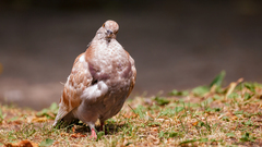 Columba livia domestica