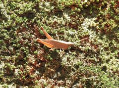 Phlaeoba antennata