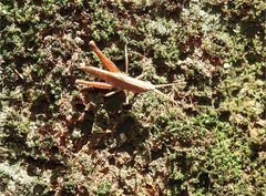 Phlaeoba antennata