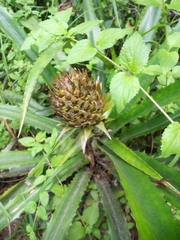 Ananas