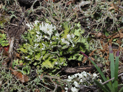 Cladonia convoluta
