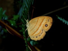 Mycalesis anapita
