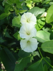 Convolvulus hermanniae
