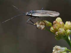 Acetropis carinata