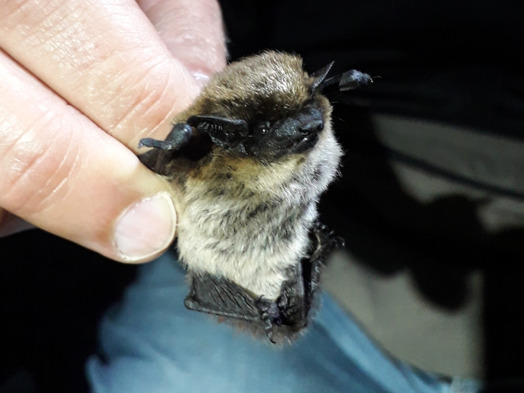 Savi's Pipistrelle