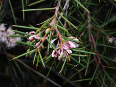 Hakea decurrens physocarpa