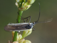 Acetropis carinata