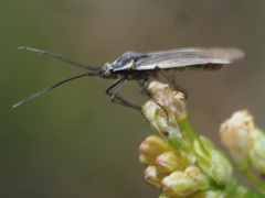 Acetropis carinata