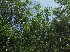 Pyrus communis pyraster