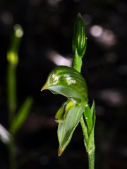 Pterostylis smaragdyna