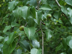 Pyrus communis pyraster