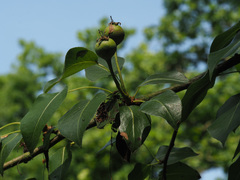 Pyrus communis pyraster