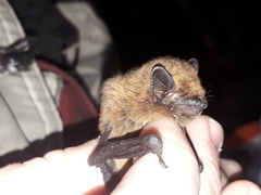 Pipistrellus pipistrellus