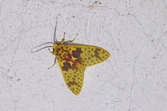 Amaxia osmophora