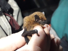 Pipistrellus pipistrellus
