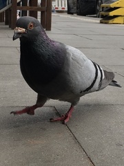 Columba livia domestica
