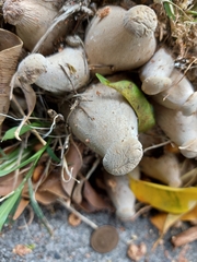 Macrocybe gigantea