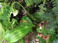 Eulophia cernua