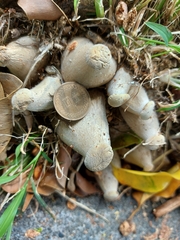 Macrocybe gigantea